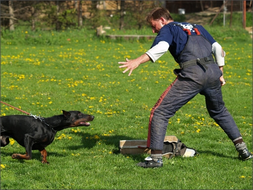 Dogs in training 5/2008